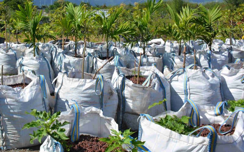 BigBag pépinière Joyaux de l'Inde