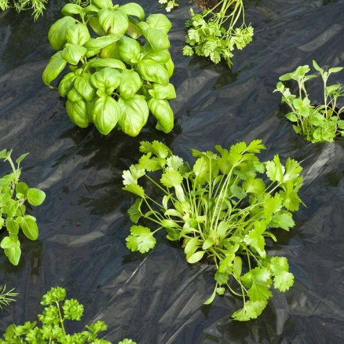 Plantation sol Joyaux de l'Inde
