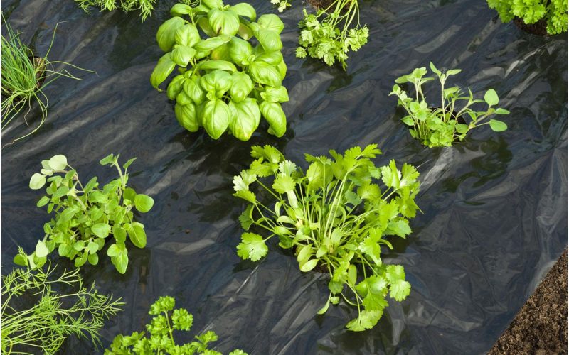 Plantation sol Joyaux de l'Inde